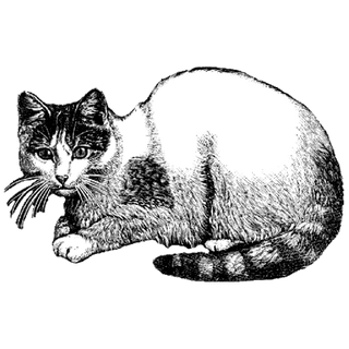 Nishan Mann profile picture