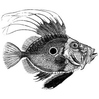 Ciobotaru Petru profile picture