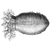 Acasac Acasac