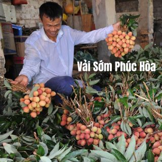 vải sớm phúc hòa bắc giang profile picture